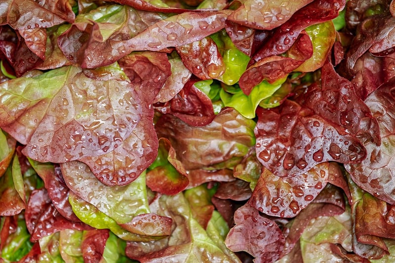Starry Salad